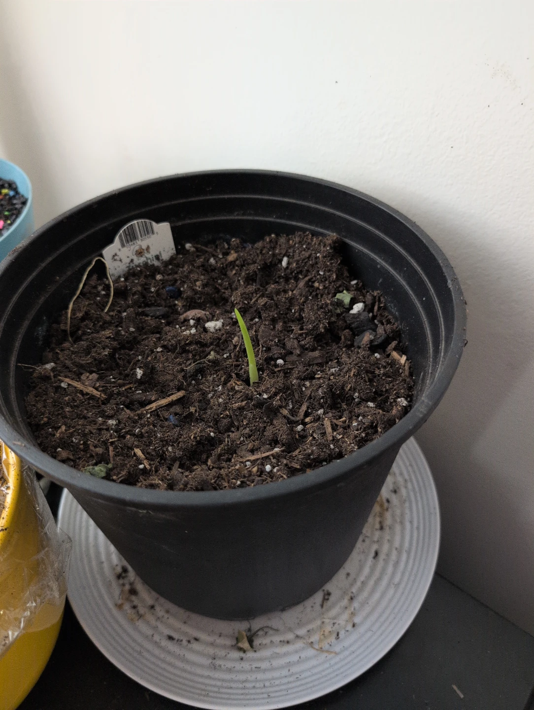 Potted Plant Sprout tumeric