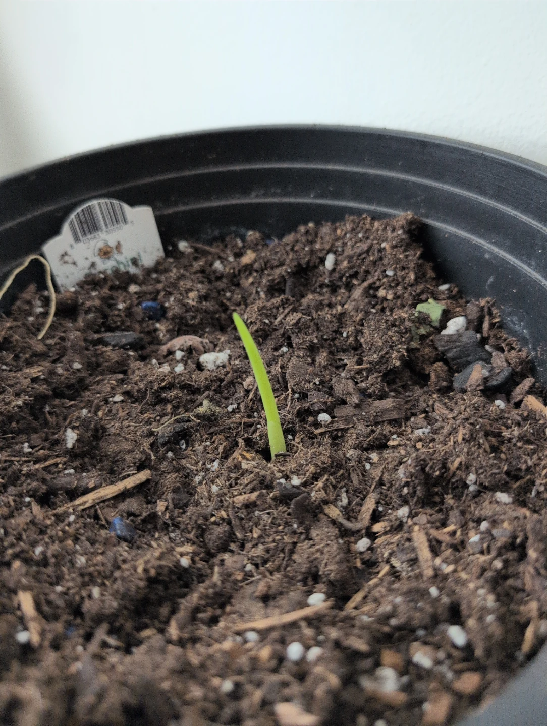 Potted Plant Sprout tumeric - photo 2