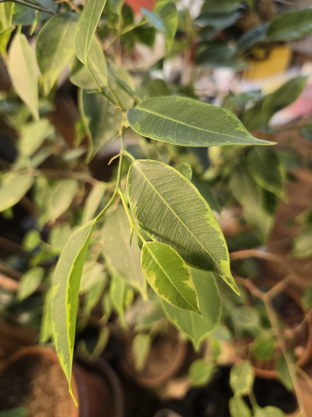 Ficus Tree in Terracotta Pot - photo 3