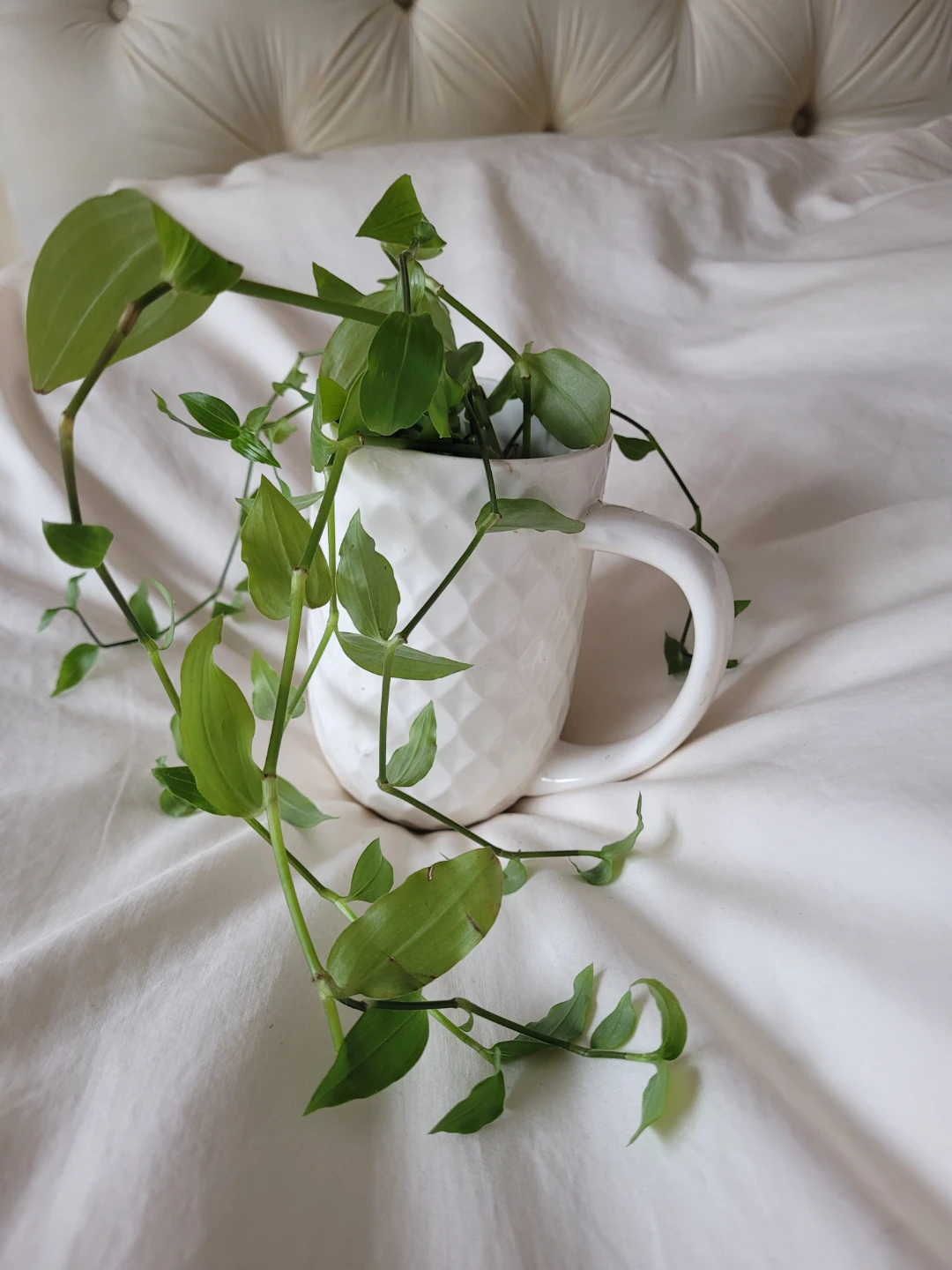 Cute Vining Healthy Plant - photo 2