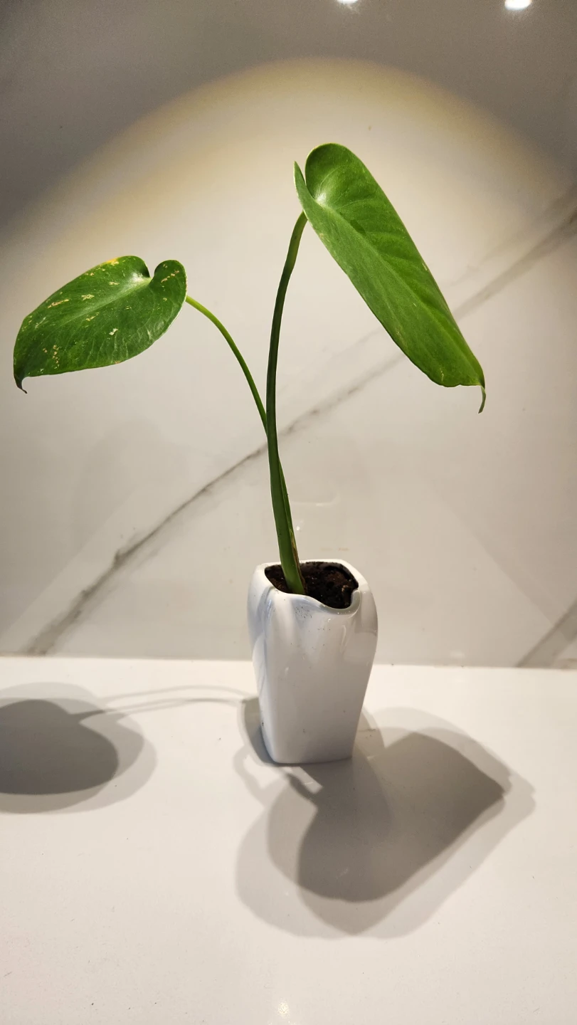 🥛 Moo-ving Into Green: Monstera in a Milk Carton 🌿 - photo 2