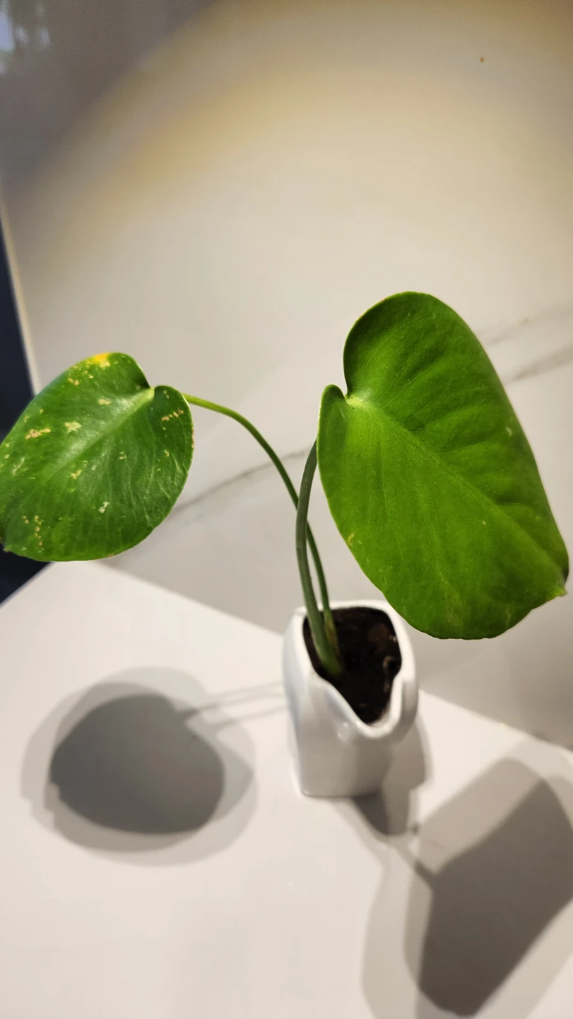 🥛 Moo-ving Into Green: Monstera in a Milk Carton 🌿 - photo 3