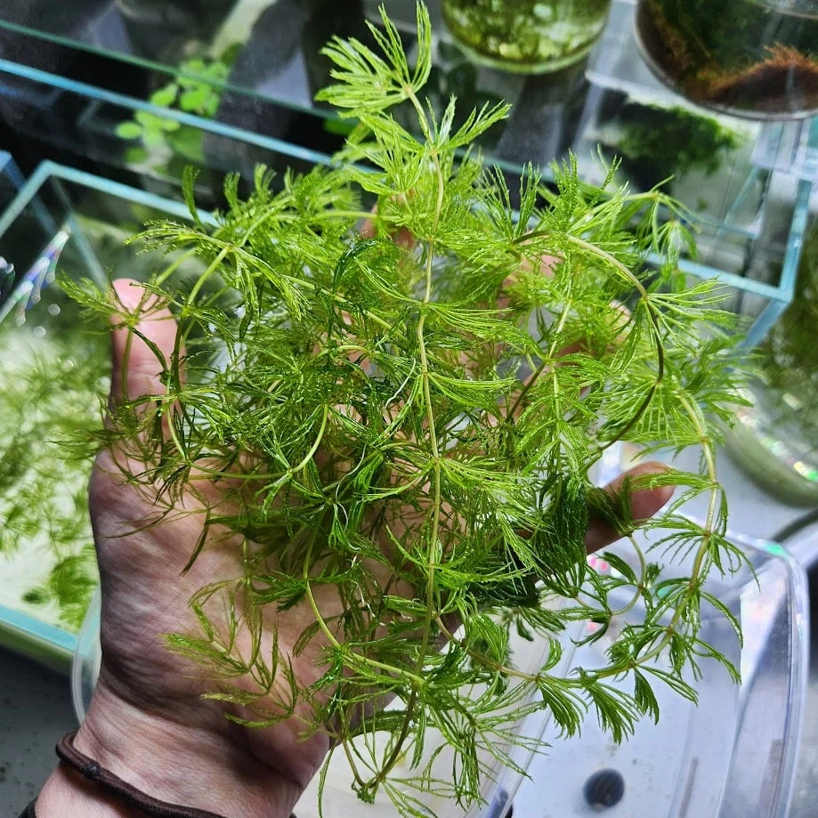 Live Aquarium Plants - Hornwort