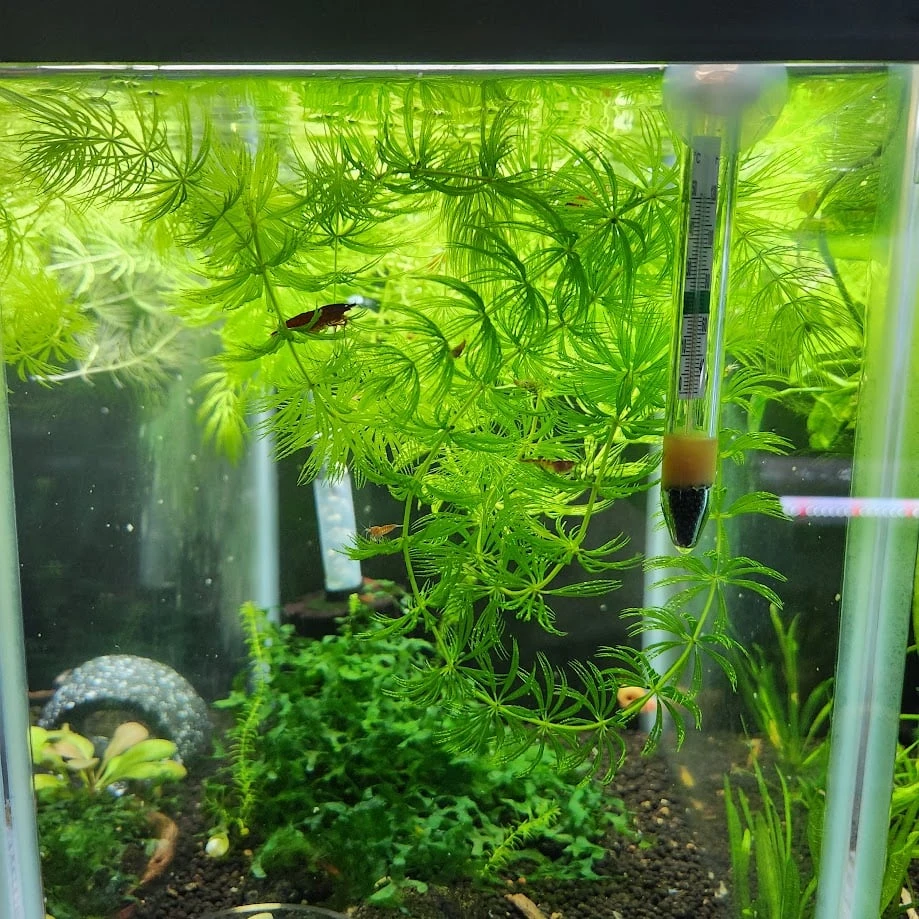 Live Aquarium Plants - Hornwort - photo 3