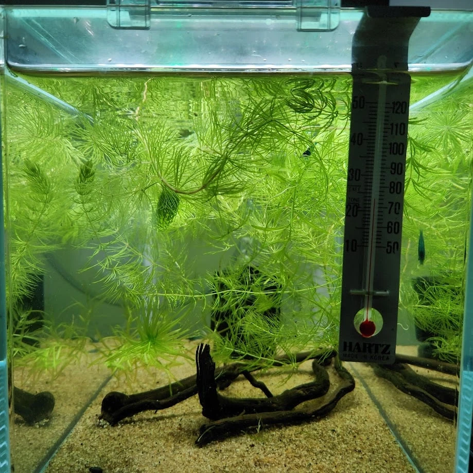 Live Aquarium Plants - Hornwort - photo 4