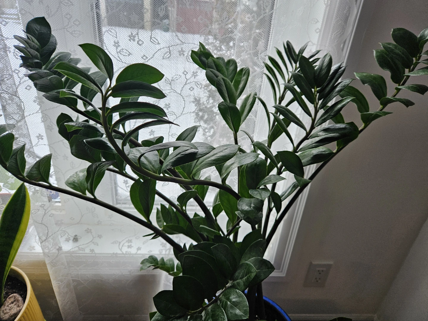 ZZ Plant in Blue Pot