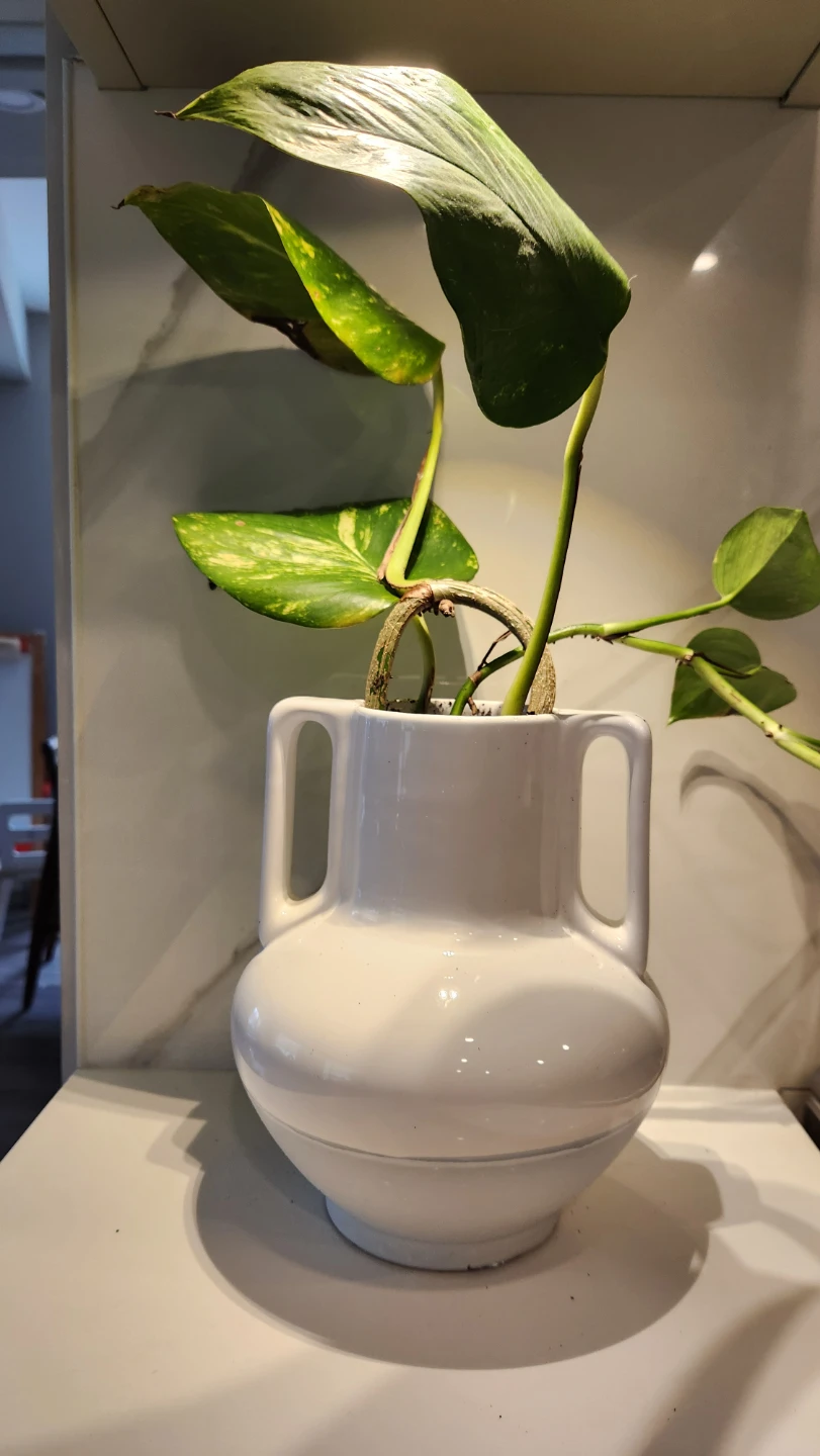🌿 Chic Pothos in a Sculptural European Pot – Effortless Style! 💙