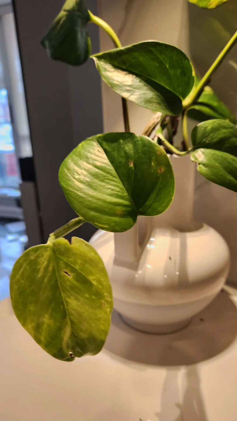 🌿 Chic Pothos in a Sculptural European Pot – Effortless Style! 💙 - photo 3
