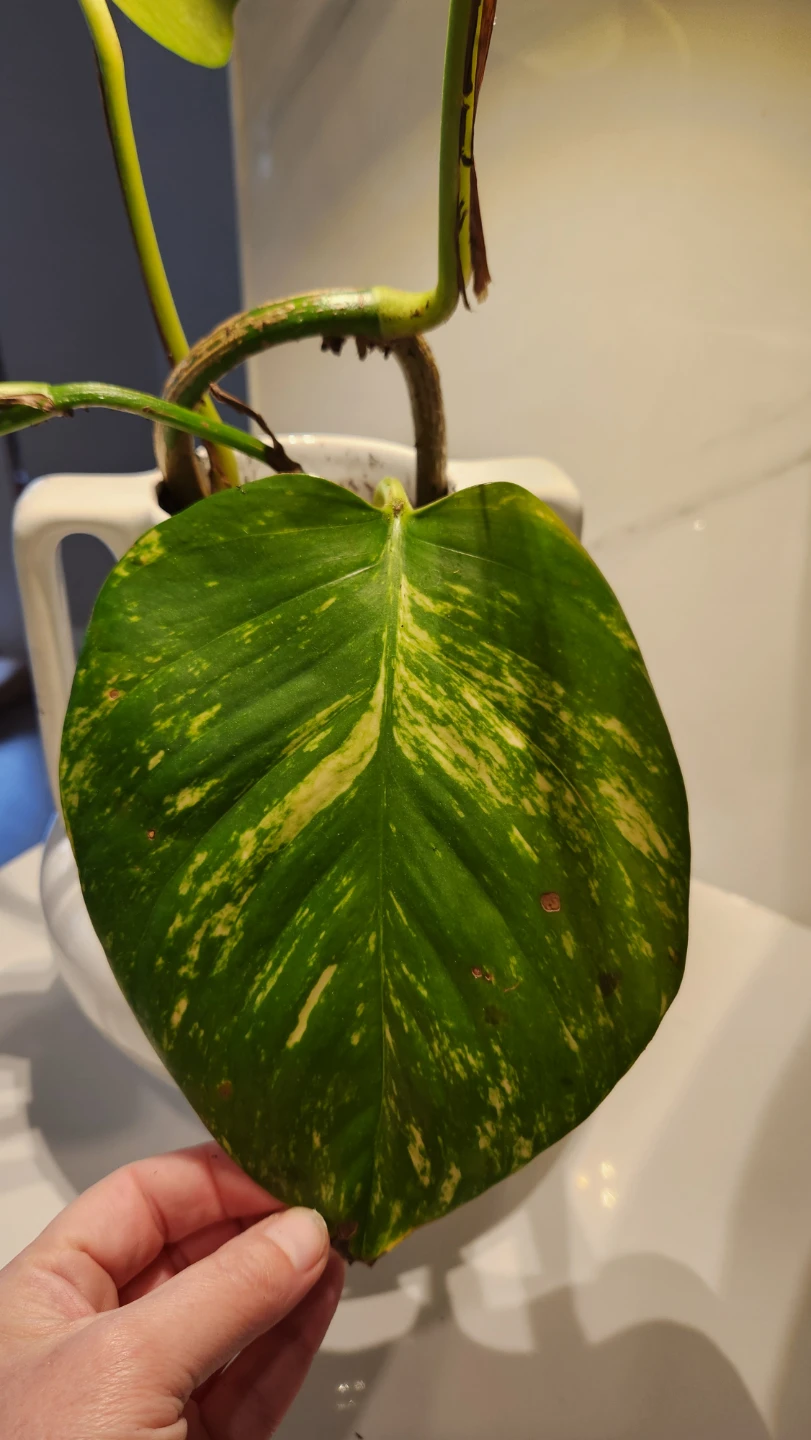 🌿 Chic Pothos in a Sculptural European Pot – Effortless Style! 💙 - photo 4