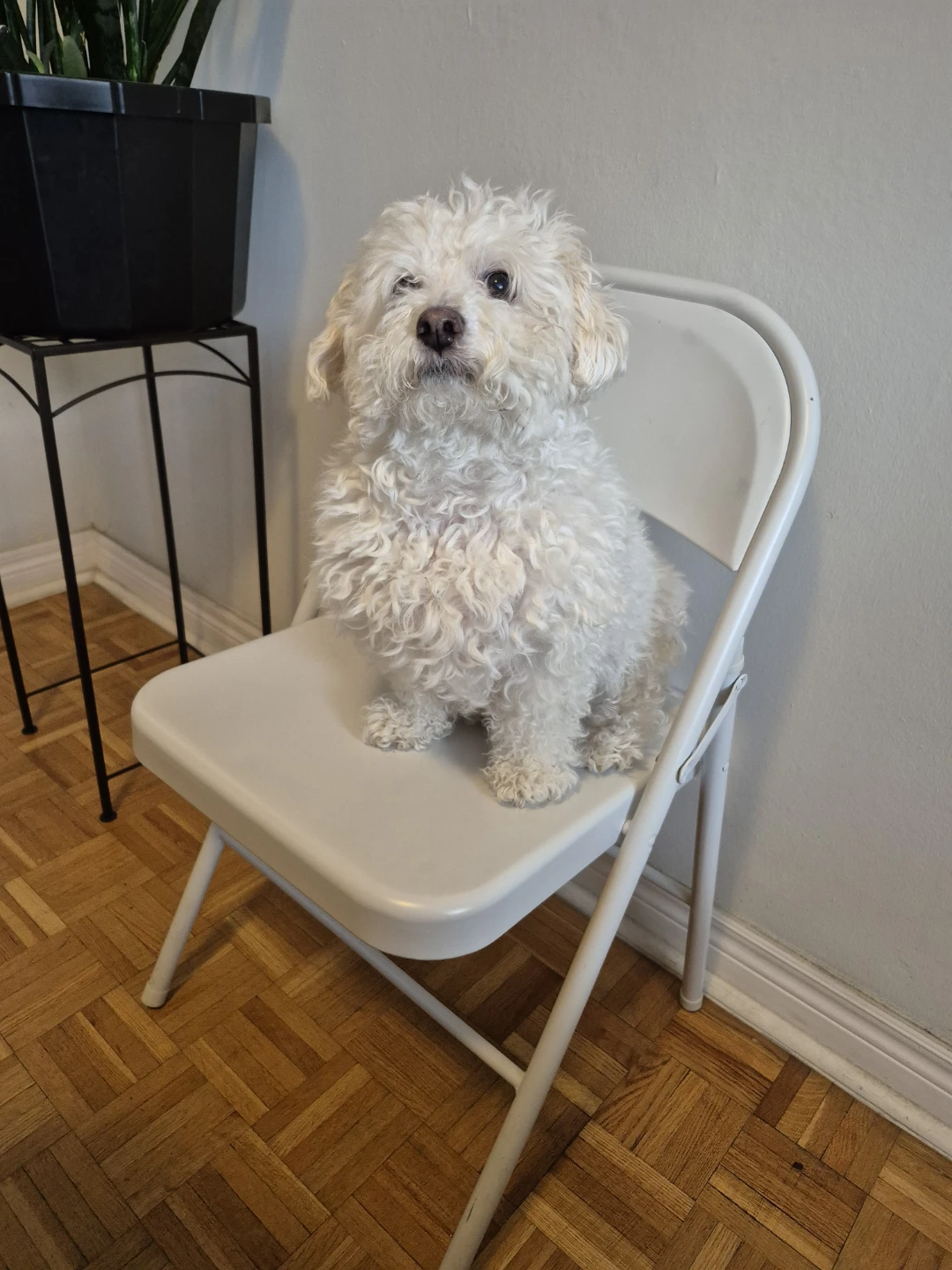 White Metal Folding Chair