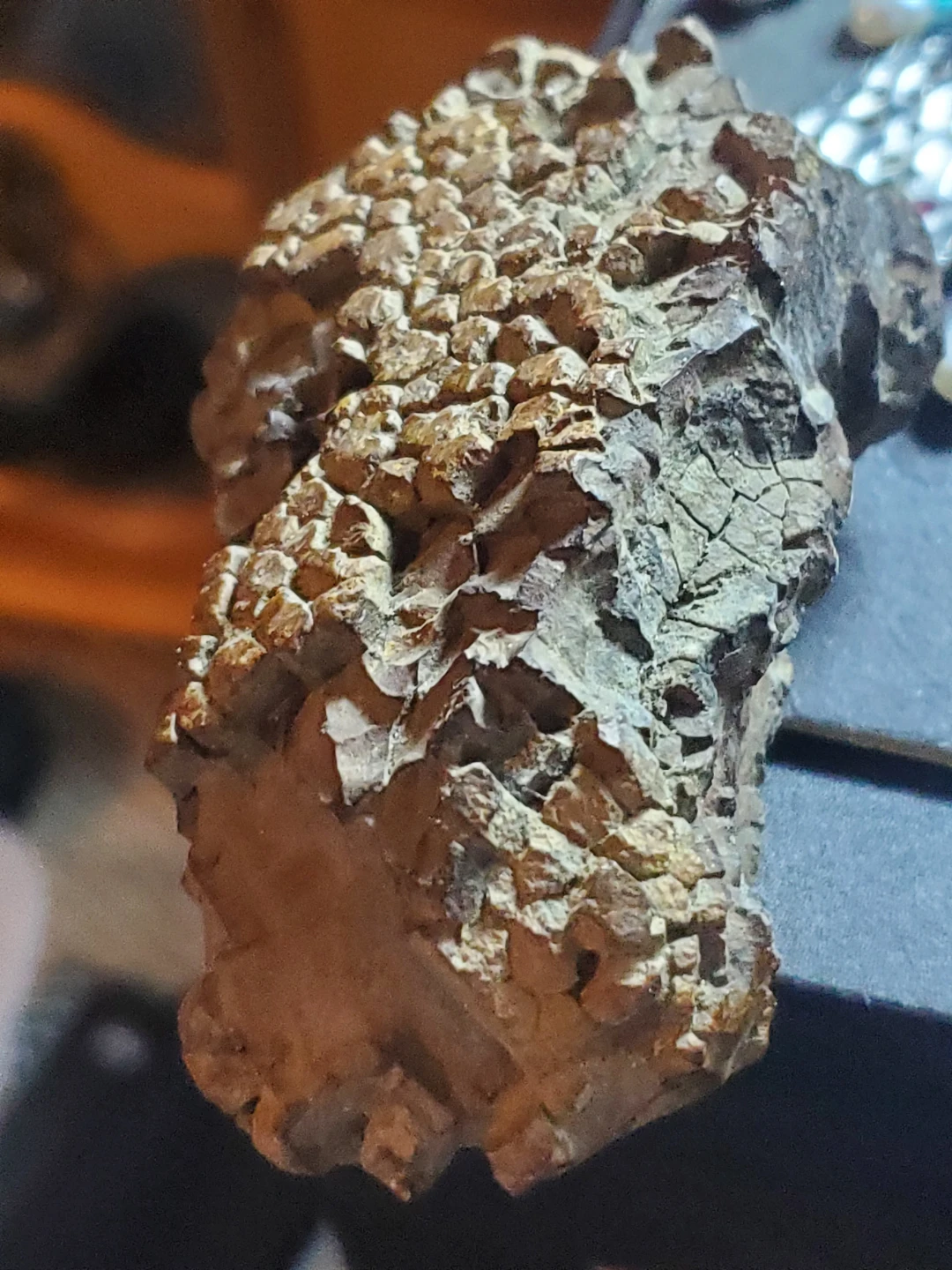 Fossilized specimen - photo 2