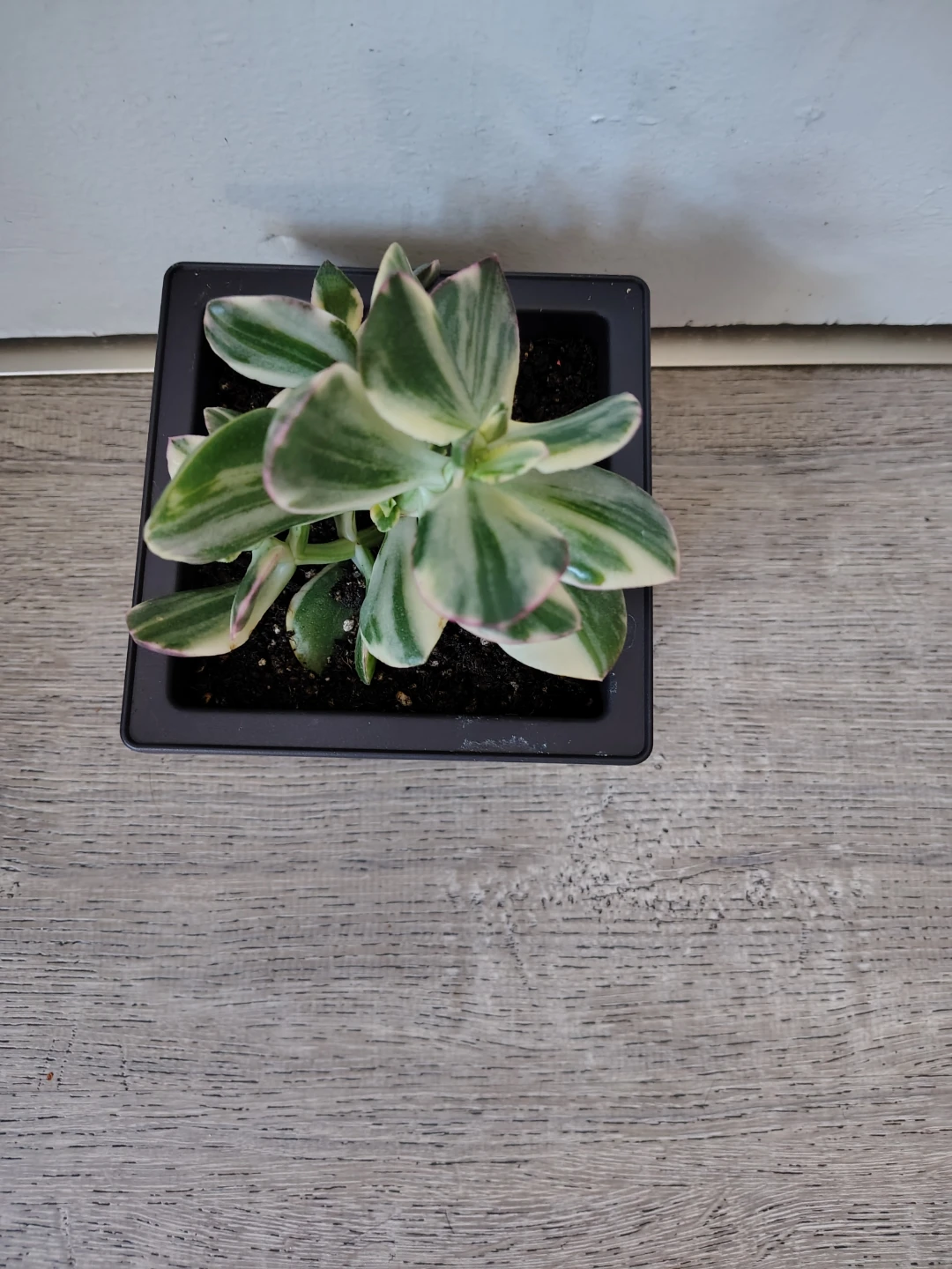 Variegated Jade Plant in Black Pot. $10 - photo 3