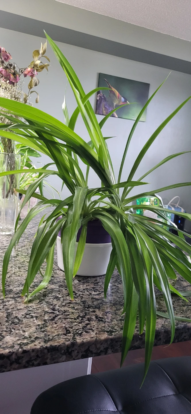 Spider plant