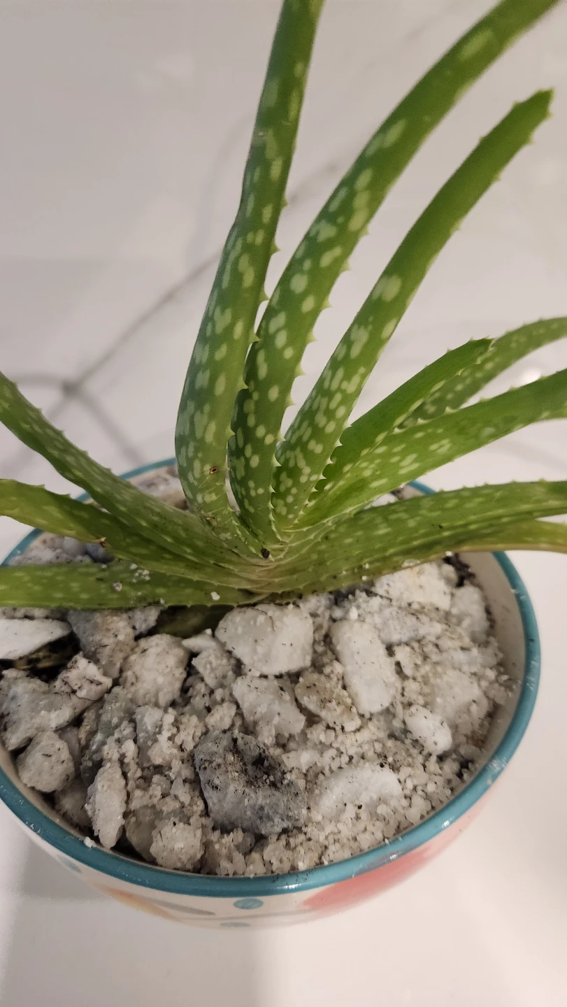 Pioneer woman floral bowl planter with aloe vera plant - photo 2
