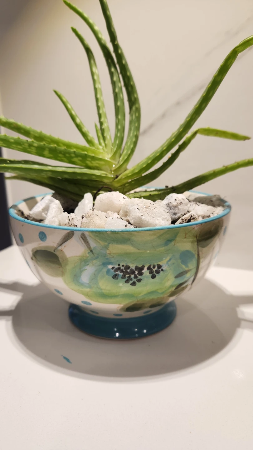 Pioneer woman floral bowl planter with aloe vera plant - photo 4
