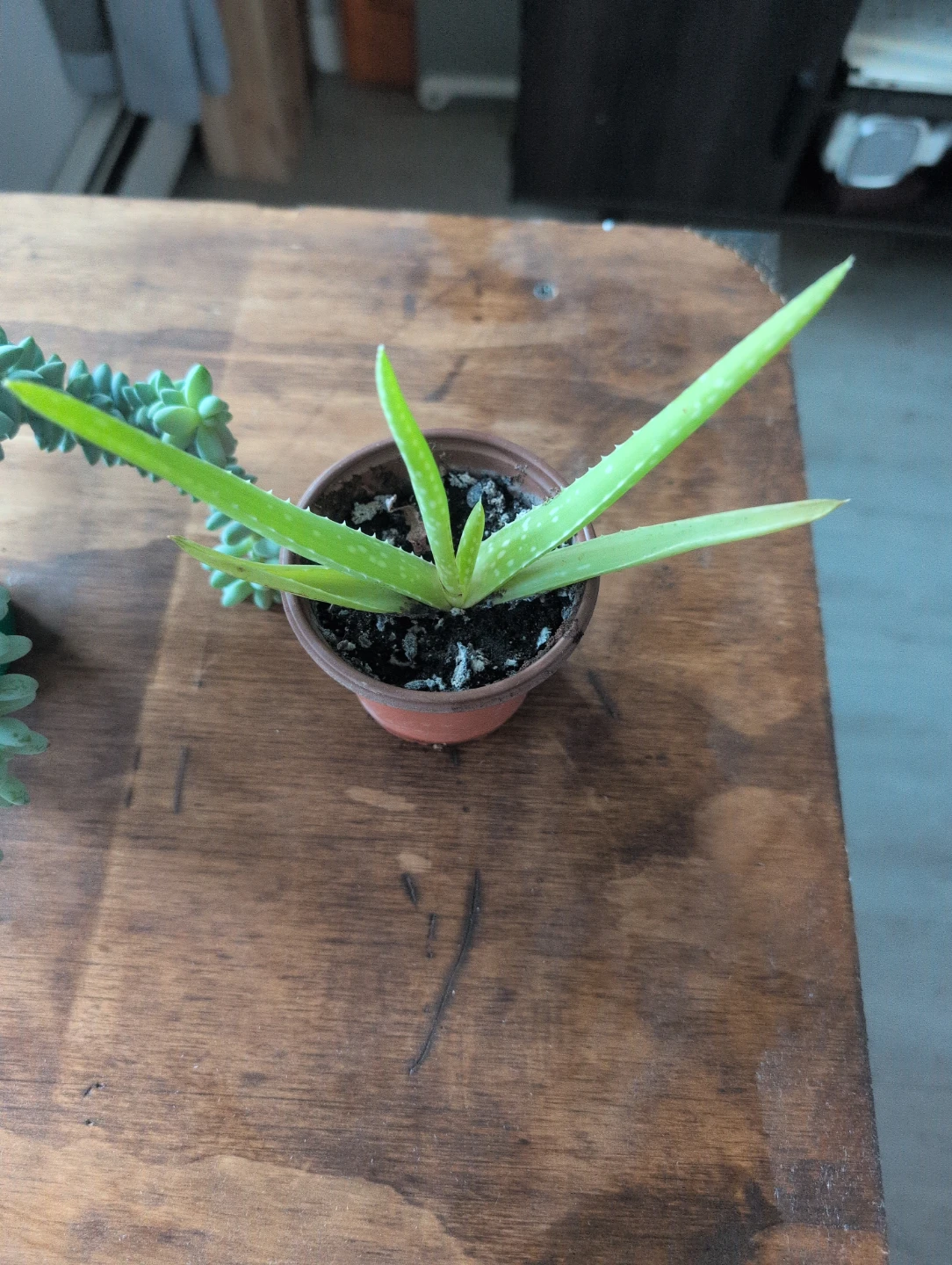 Donkey's Tail Succulent and Aloe Vera Plant 🥕 - photo 2