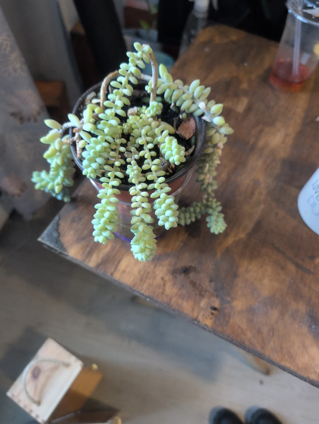 Sedum morganianum (Donkey Tail Succulent) Plant