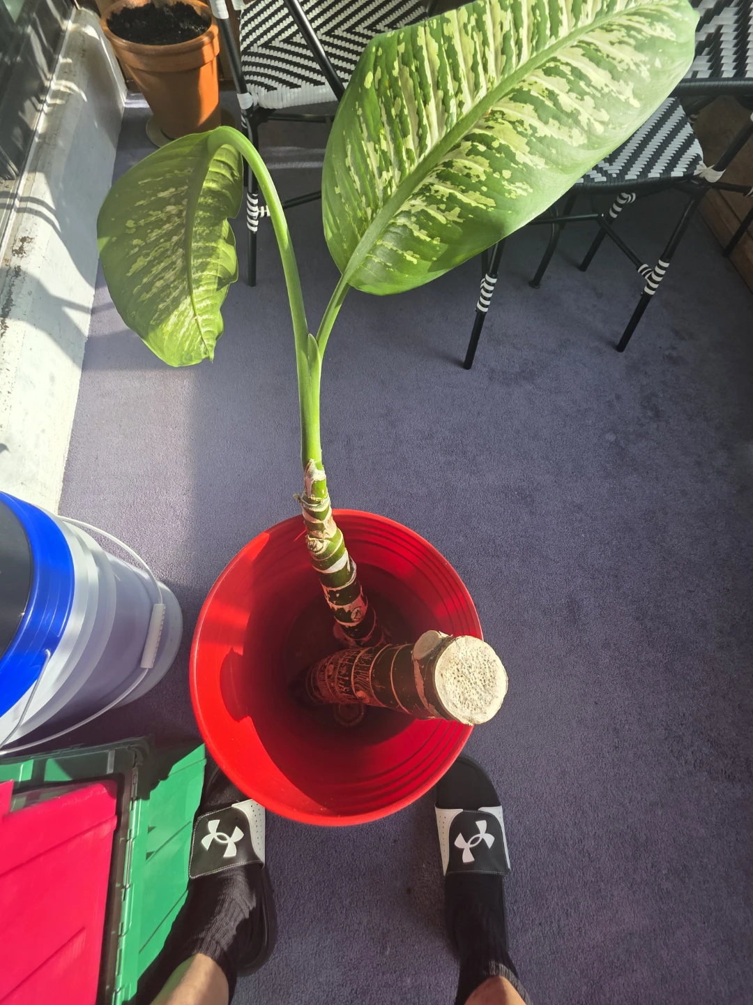 Dieffenbachia Plant