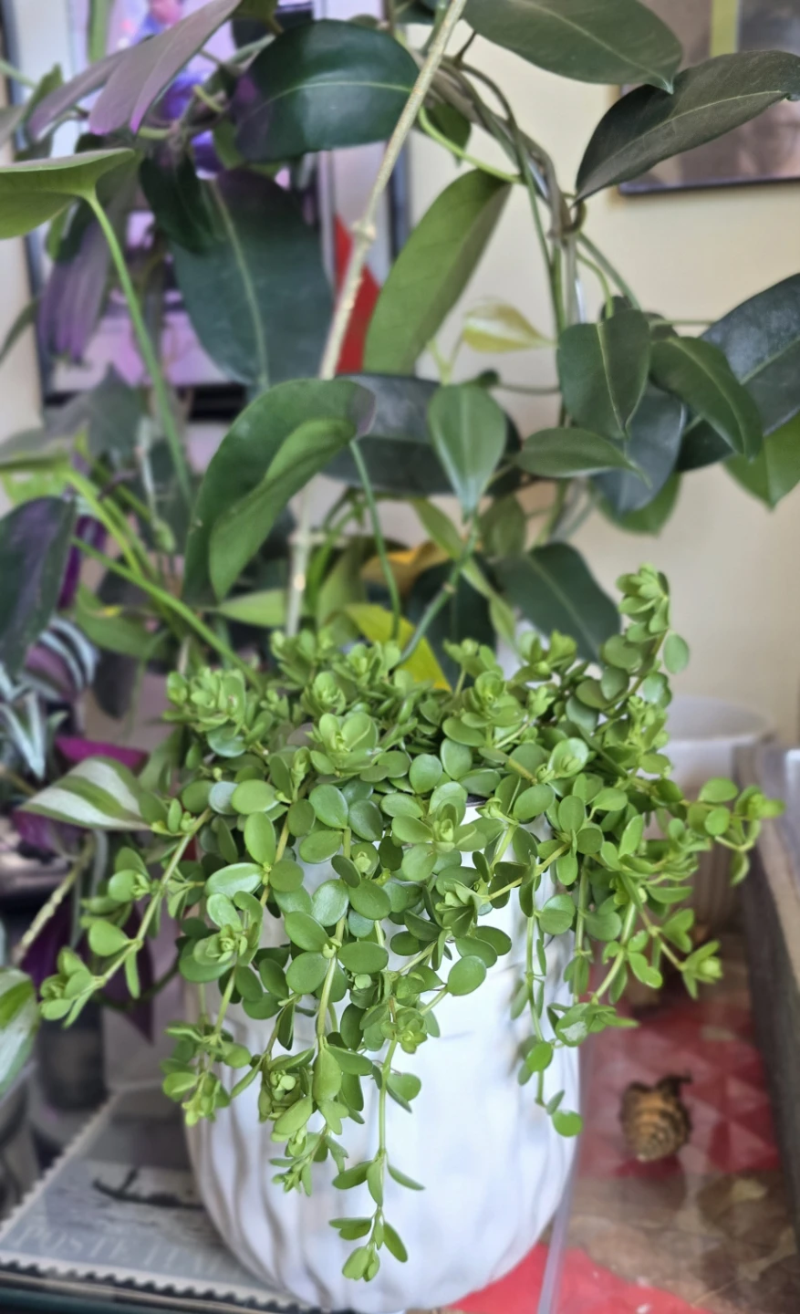 White Ceramic Pot with Green Trailing Plant