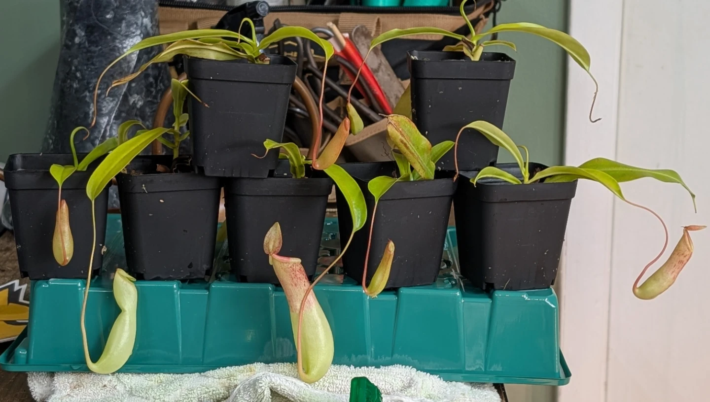 Carnivorous pitcher plants (Ventrata) - photo 2