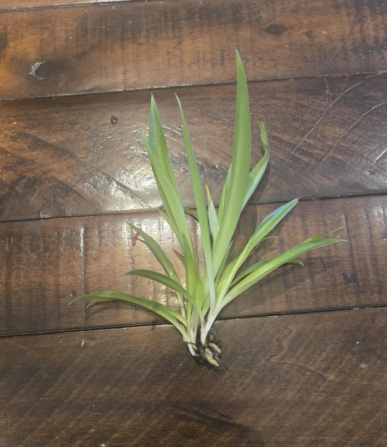 Spider plant cutting with roots