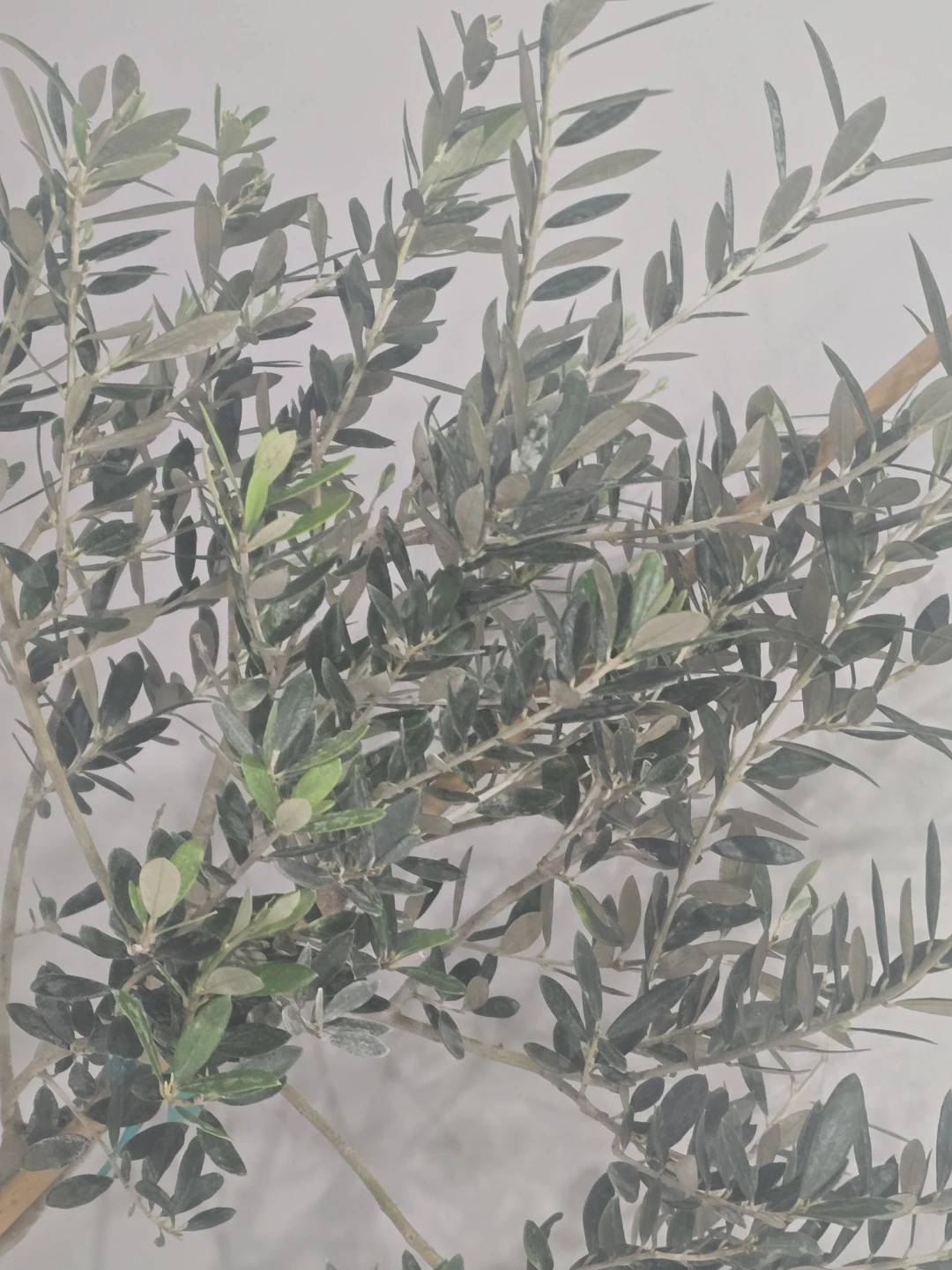 Olive Tree 10"pot - photo 4