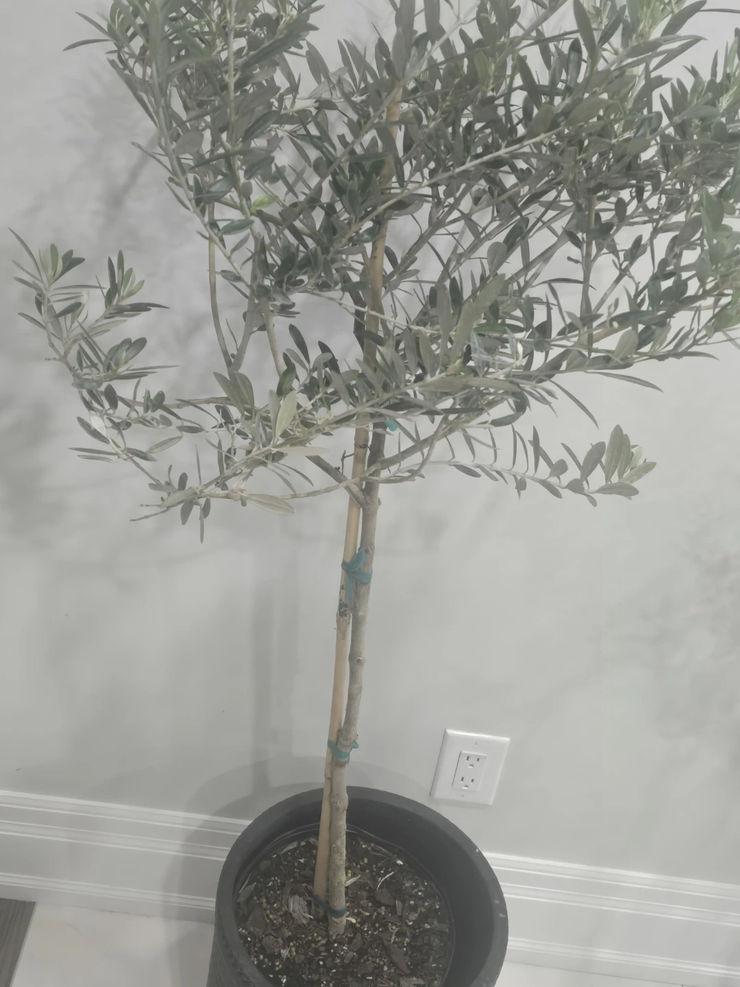 Olive Tree 10"pot - photo 5