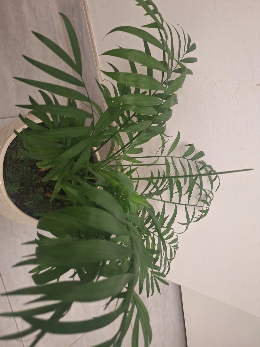 19" tall , Parlour Palm Plant in Decorative Pot - photo 2