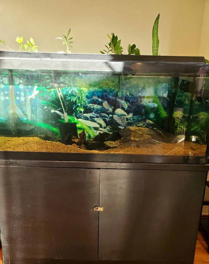 Large Aquarium with Stand and accessories - photo 2