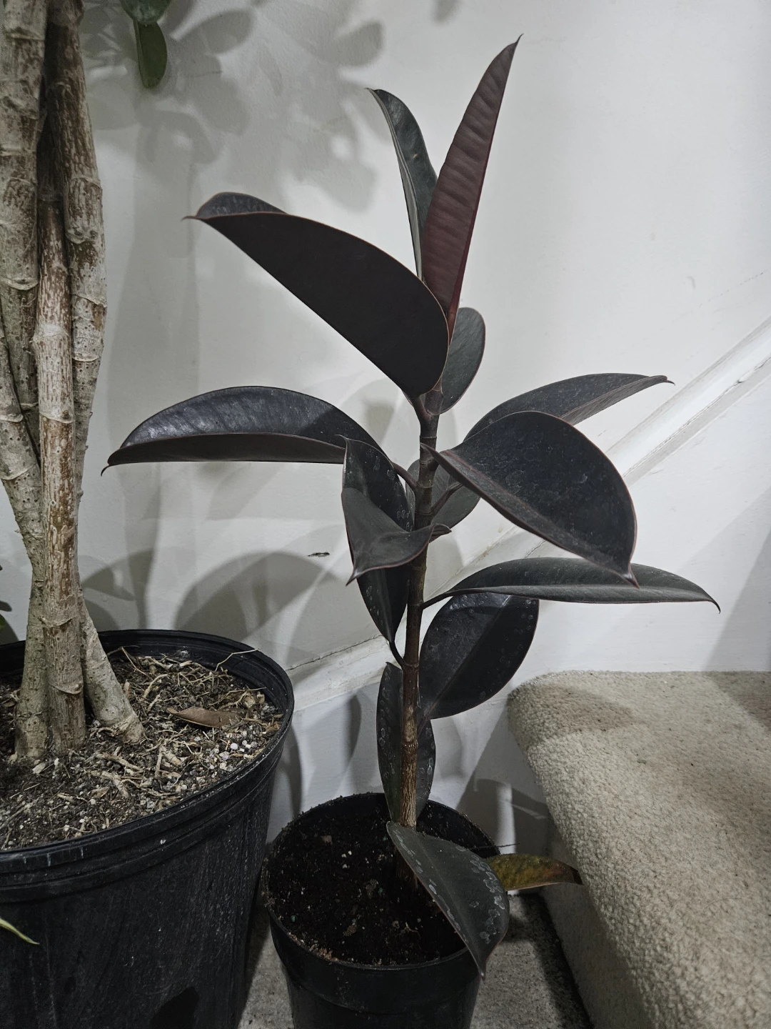 Rubber Plant (Ficus elastica) 'Burgundy' in 6pot🥕🥕🥕