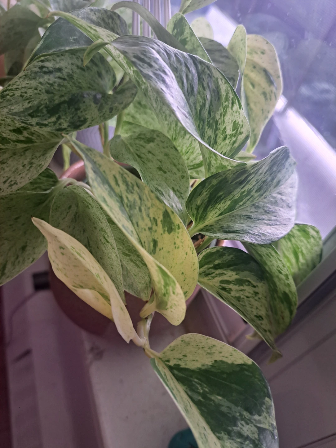 Snow queen pothos plant - photo 5