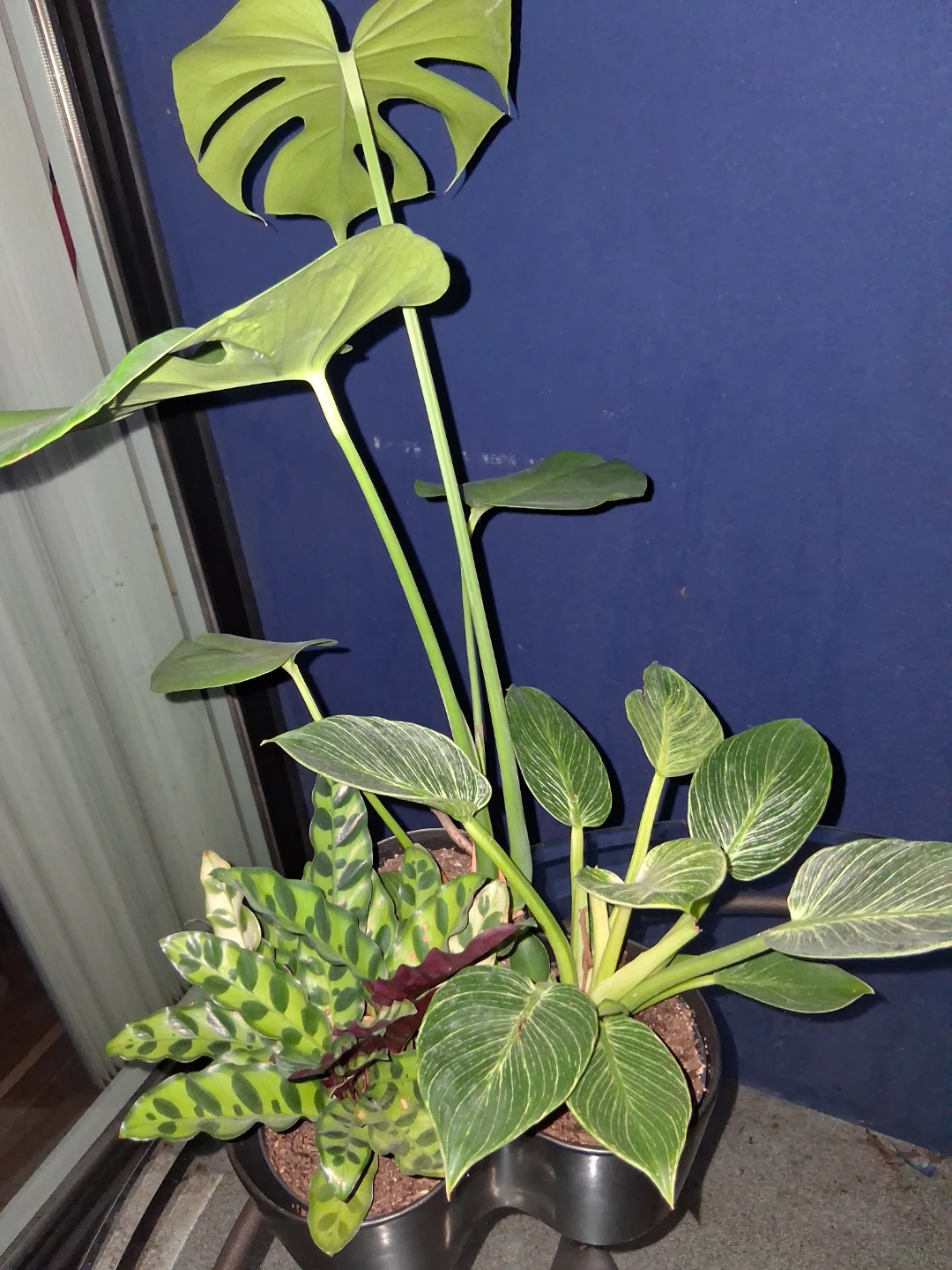 Assorted Potted Houseplants