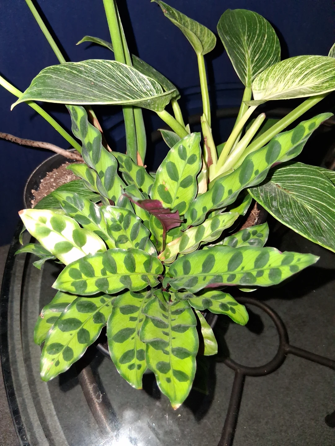 Assorted Potted Houseplants - photo 2