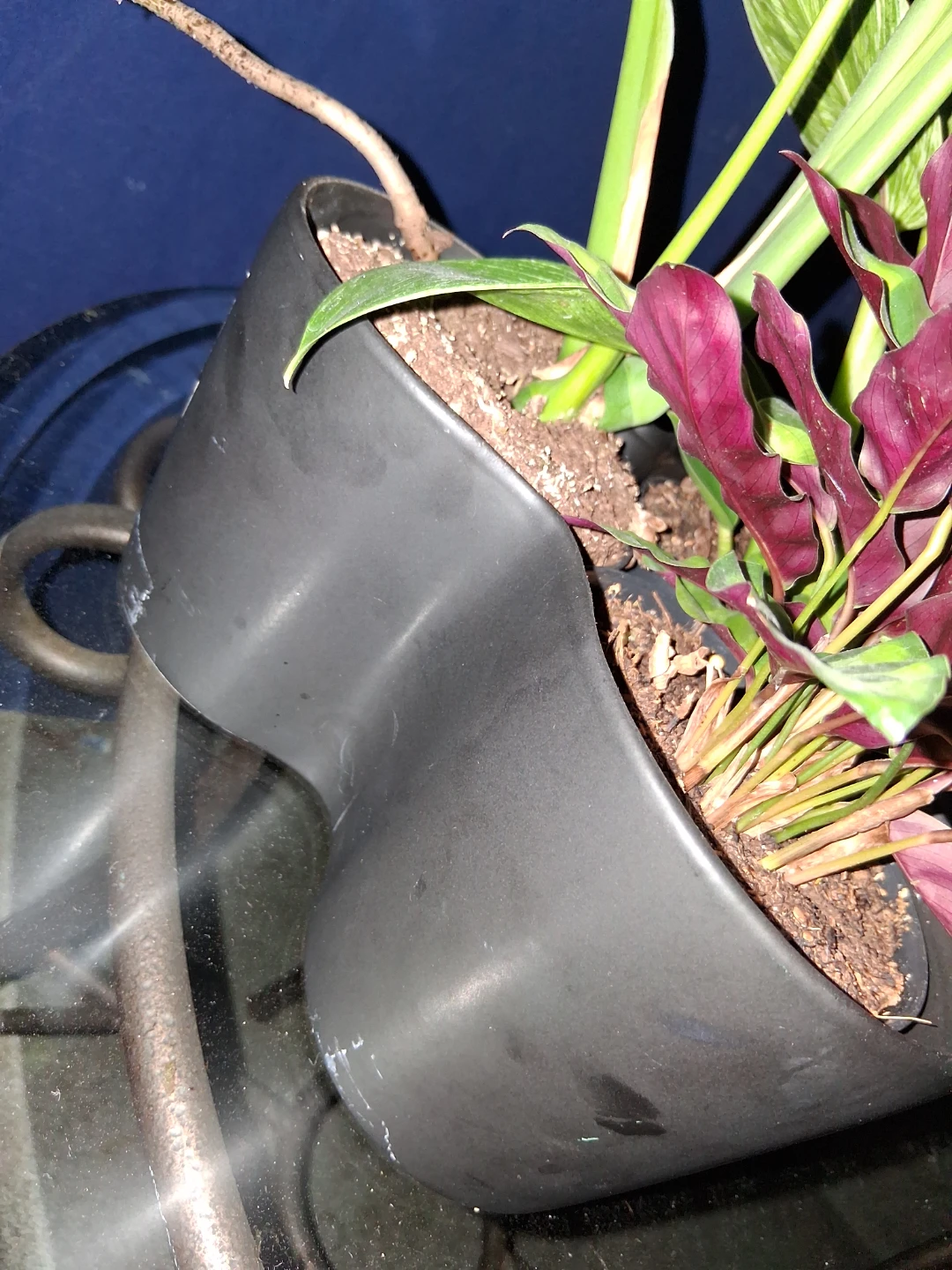 Assorted Potted Houseplants - photo 3