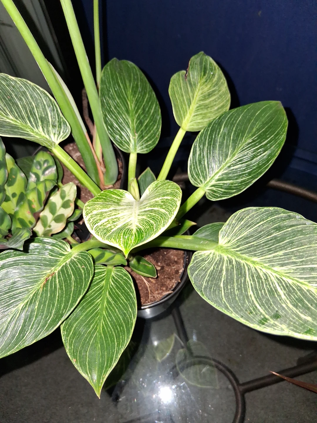 Assorted Potted Houseplants - photo 4