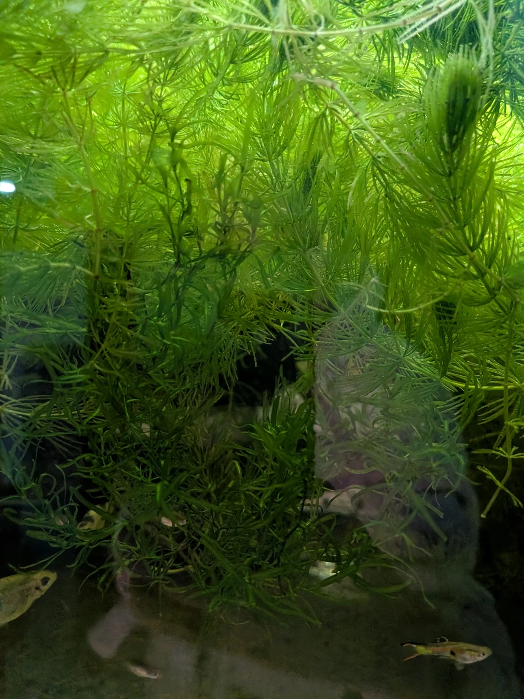 Live Aquarium Plants - Hornwort