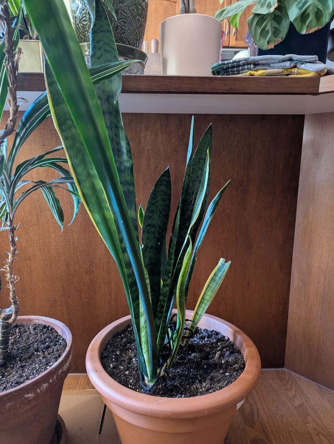 Snake Plant for Sale