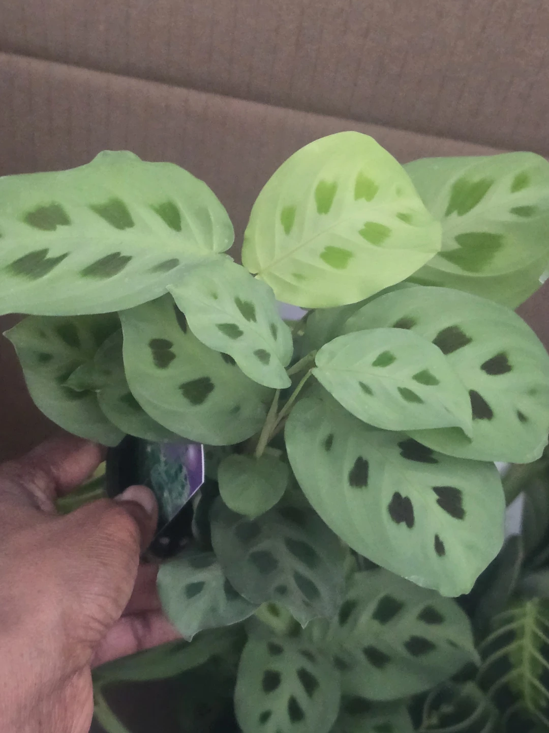 Maranta Prayer Plant - photo 2