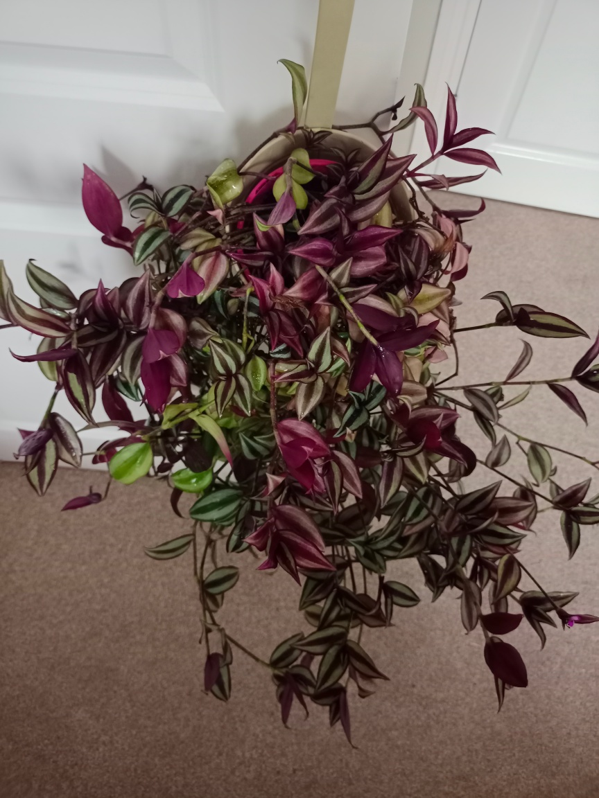 Tradescantia Zebrina Plant - photo 2