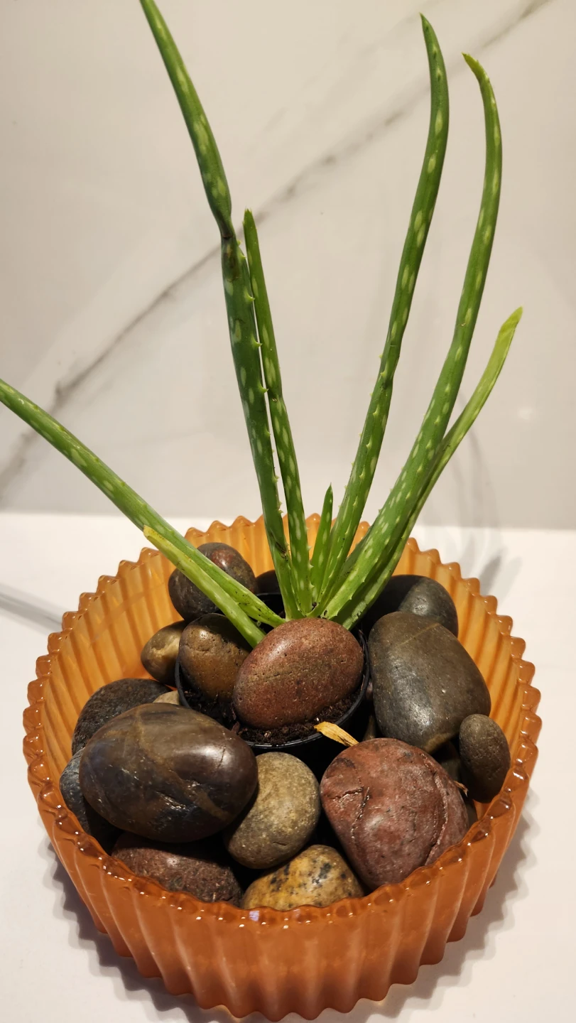 Aloe vera plant in scalloped orange glass planter - photo 2