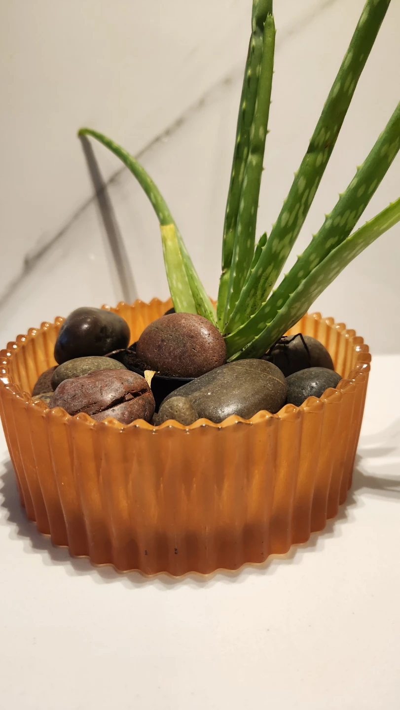 Aloe vera plant in scalloped orange glass planter - photo 3