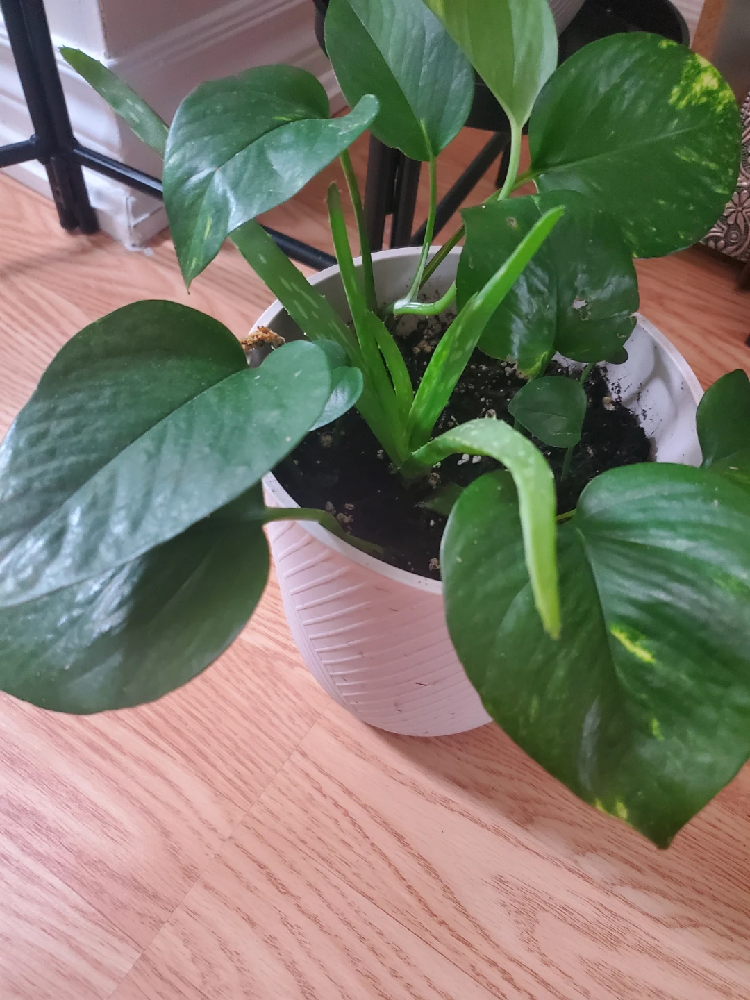Pothos and Aloe Vera Plant in White Textured Pot - photo 2