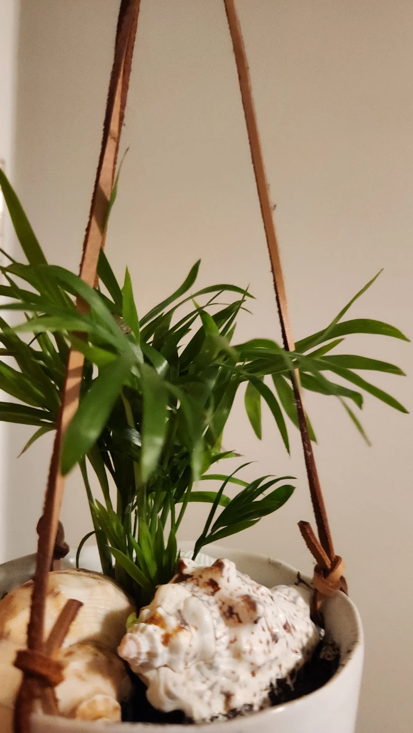 Beach inspired hanging planters with parlour palms - photo 3