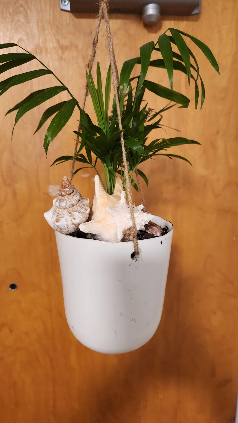 Beach inspired hanging planters with parlour palms - photo 4