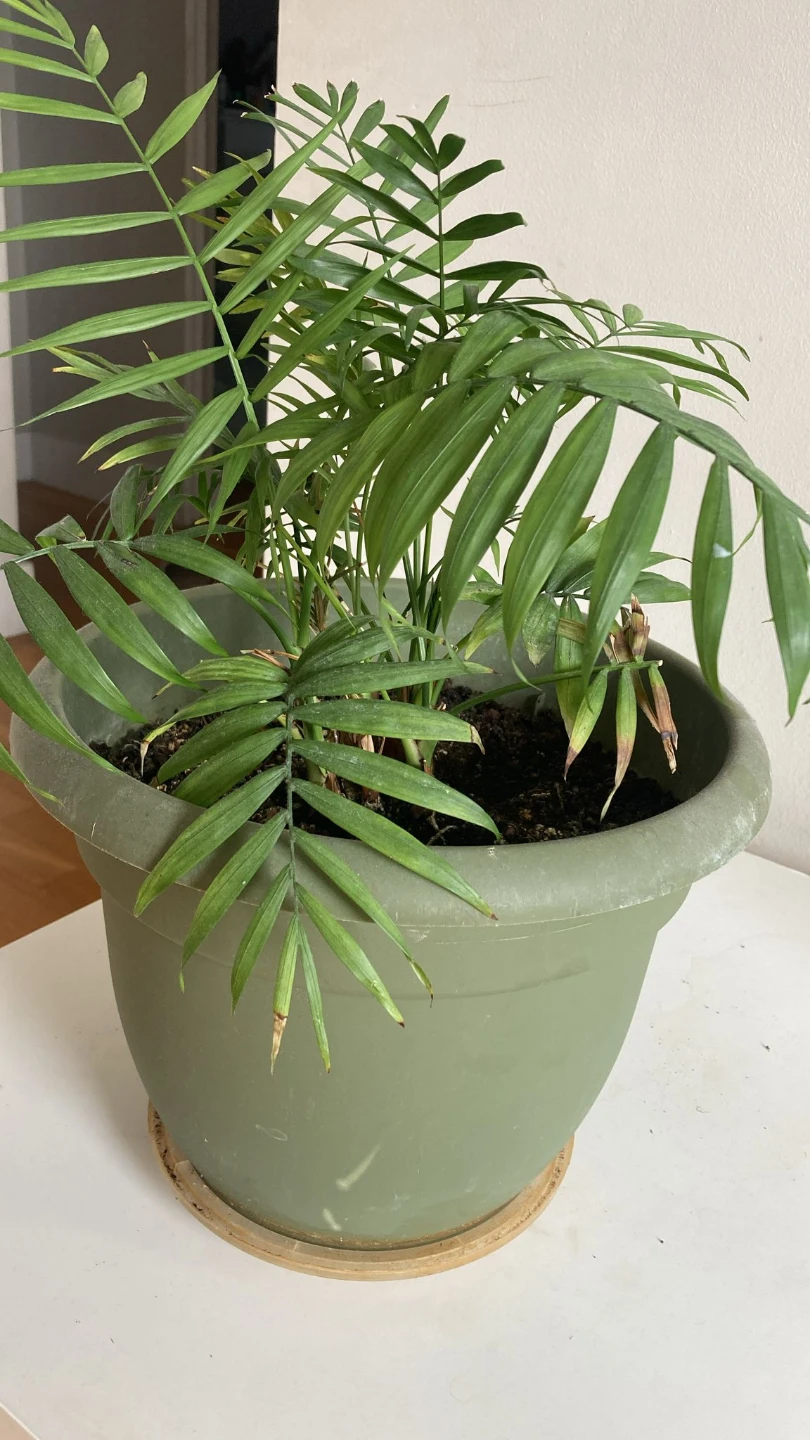Parlor Palm Plant in Green Pot