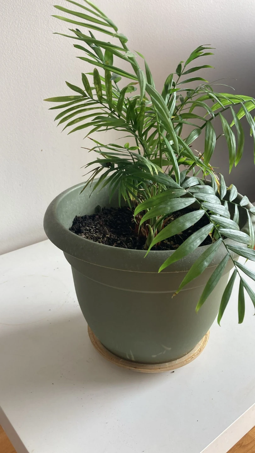 Parlor Palm Plant in Green Pot - photo 3