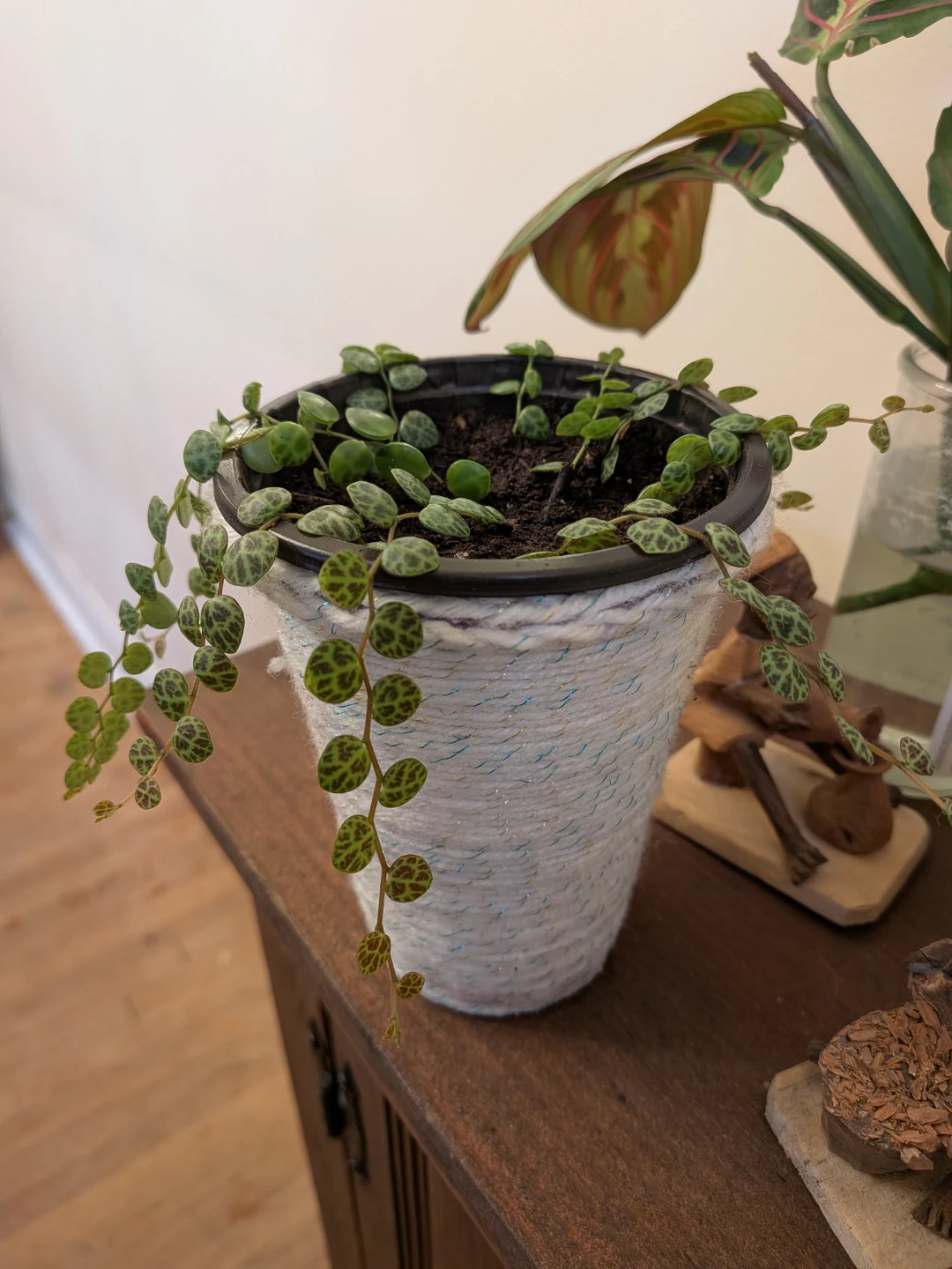 String of Turtles