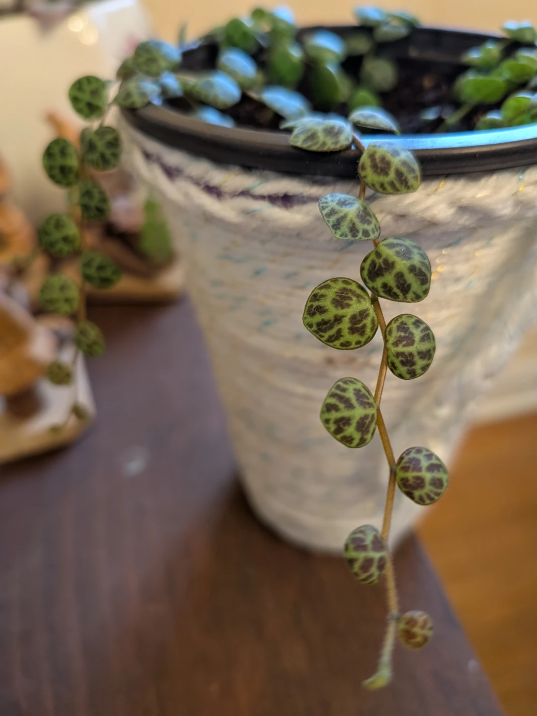 String of Turtles - photo 2