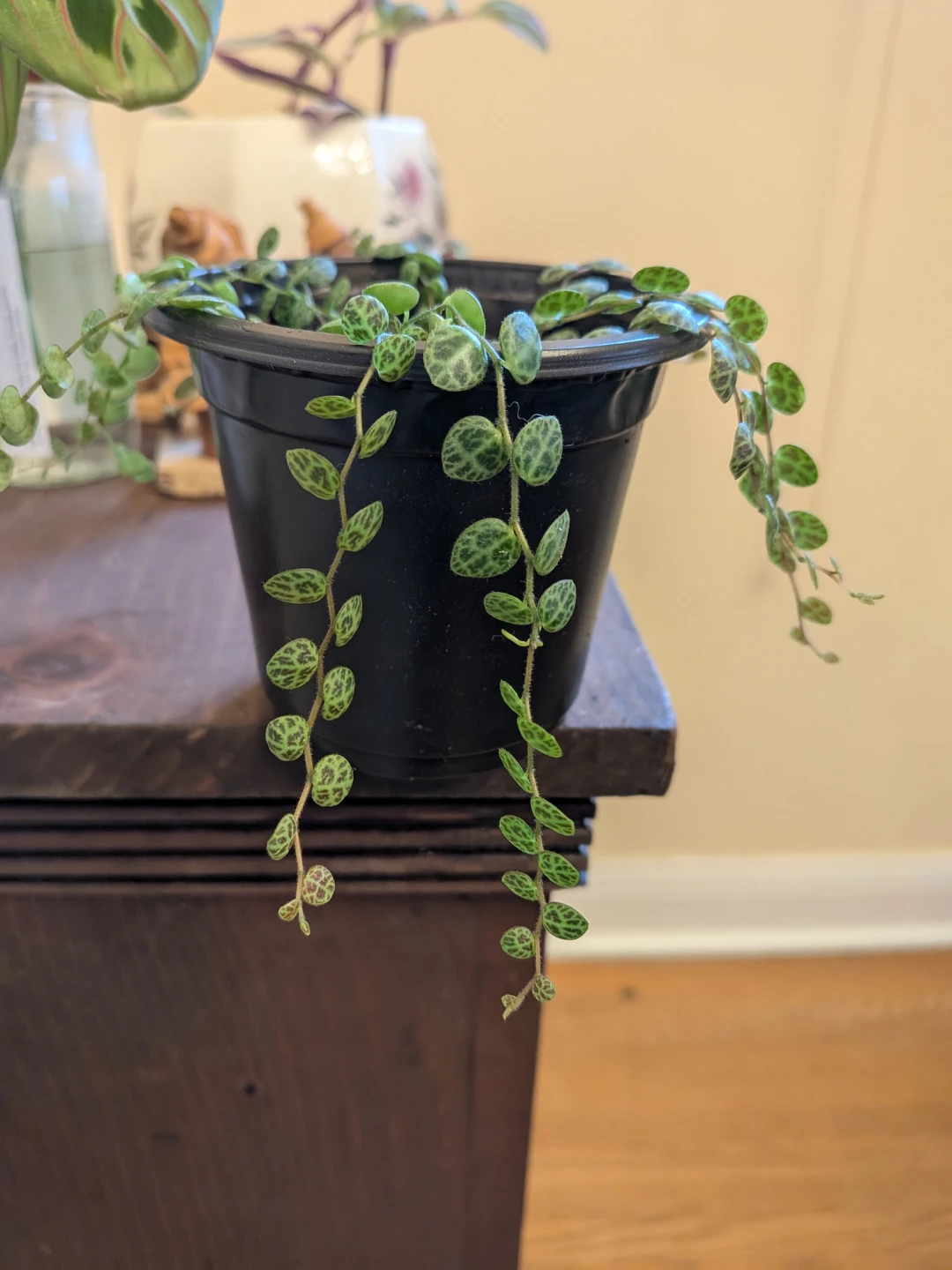 String of Turtles - photo 3