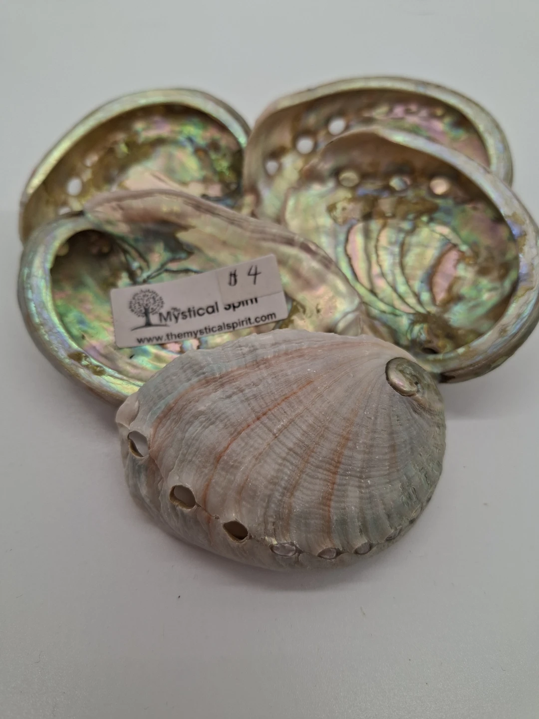 Abalone Shells (Set of 5) - photo 2
